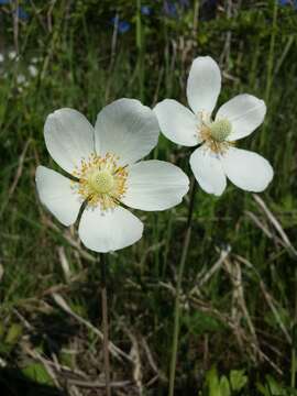 Image of Snowdrop Anemone