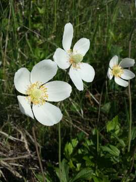 Image of Snowdrop Anemone