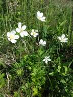 Image of Snowdrop Anemone