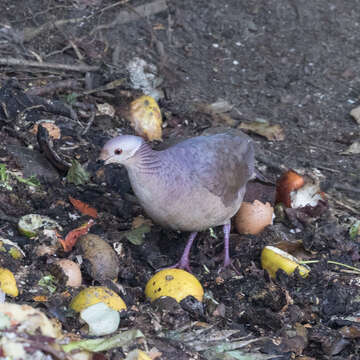 Image of Lined Quail-Dove