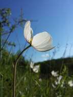 Image of Snowdrop Anemone