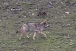 Image of California Valley Coyote