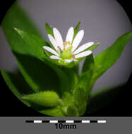 Image of common chickweed