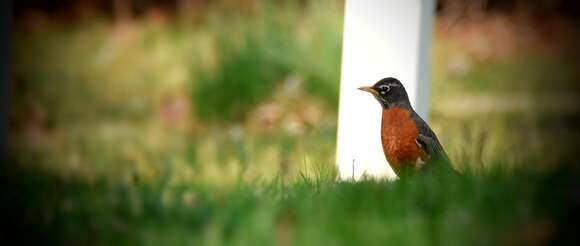 Image of Turdus migratorius achrusterus (Batchelder 1900)