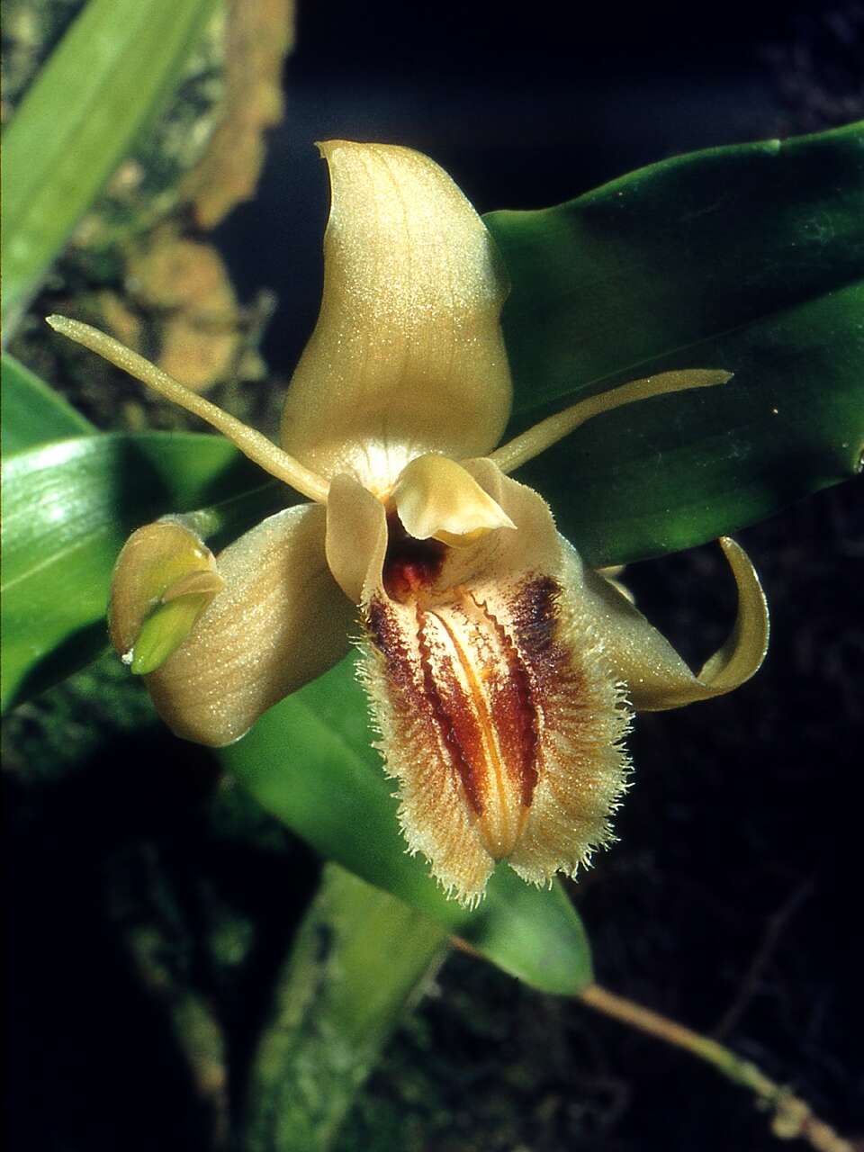 Image of Brown Rock Orchid