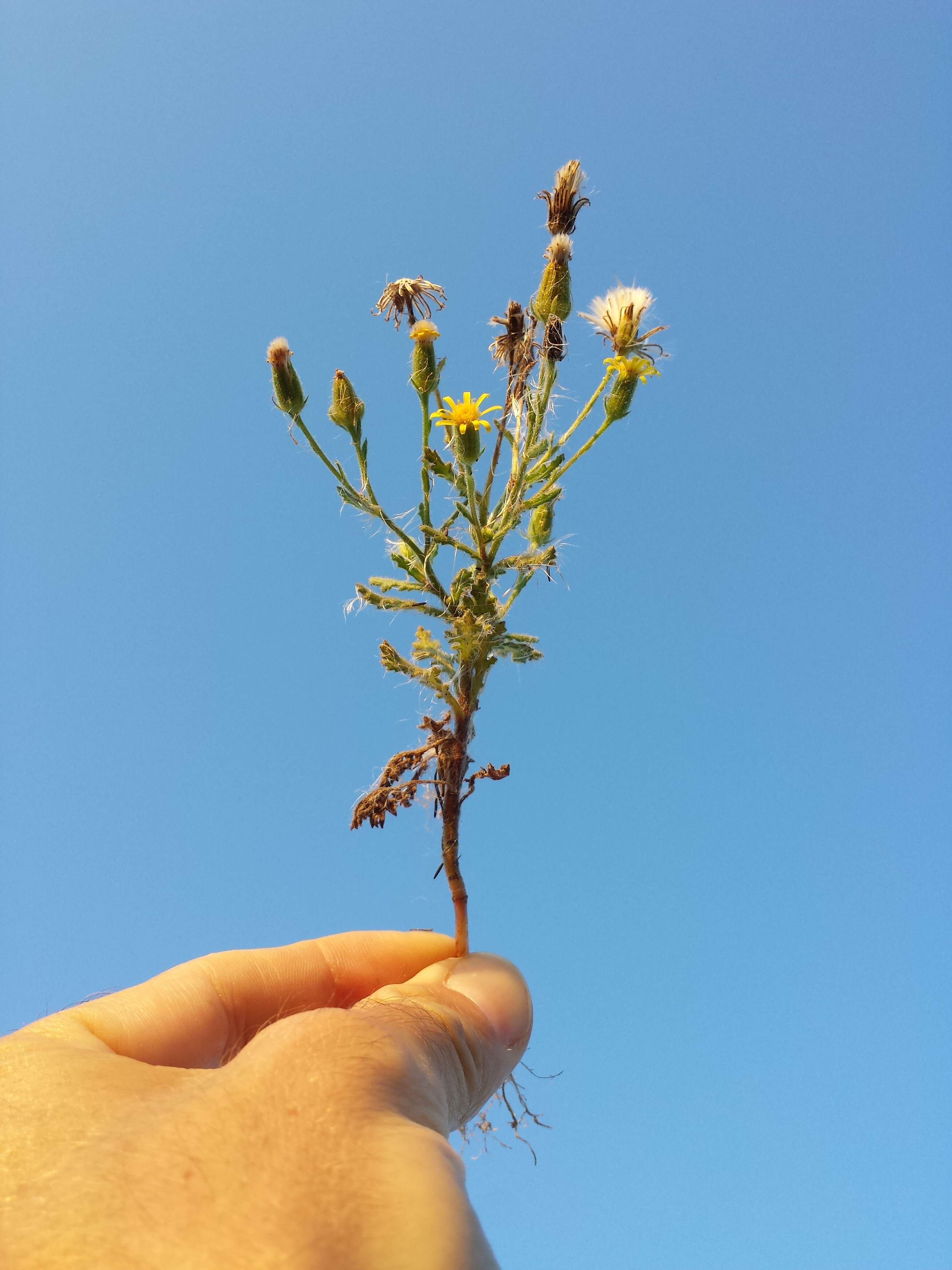 Image of sticky groundsel