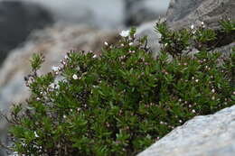 Слика од Veronica linifolia Hook. fil.