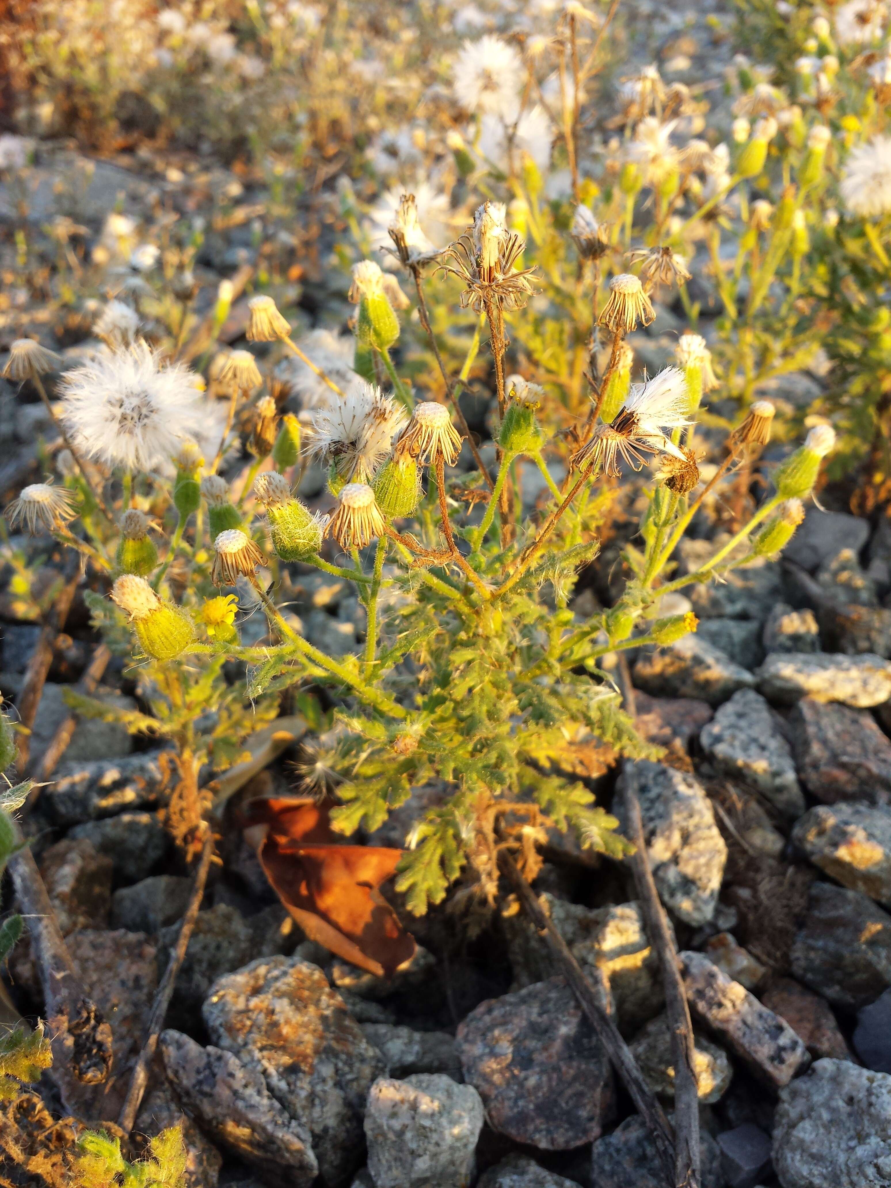 Image of sticky groundsel