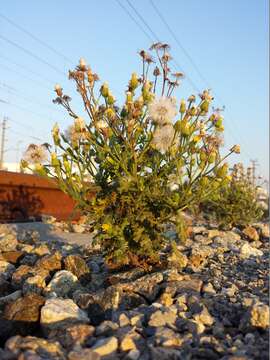 Image of sticky groundsel