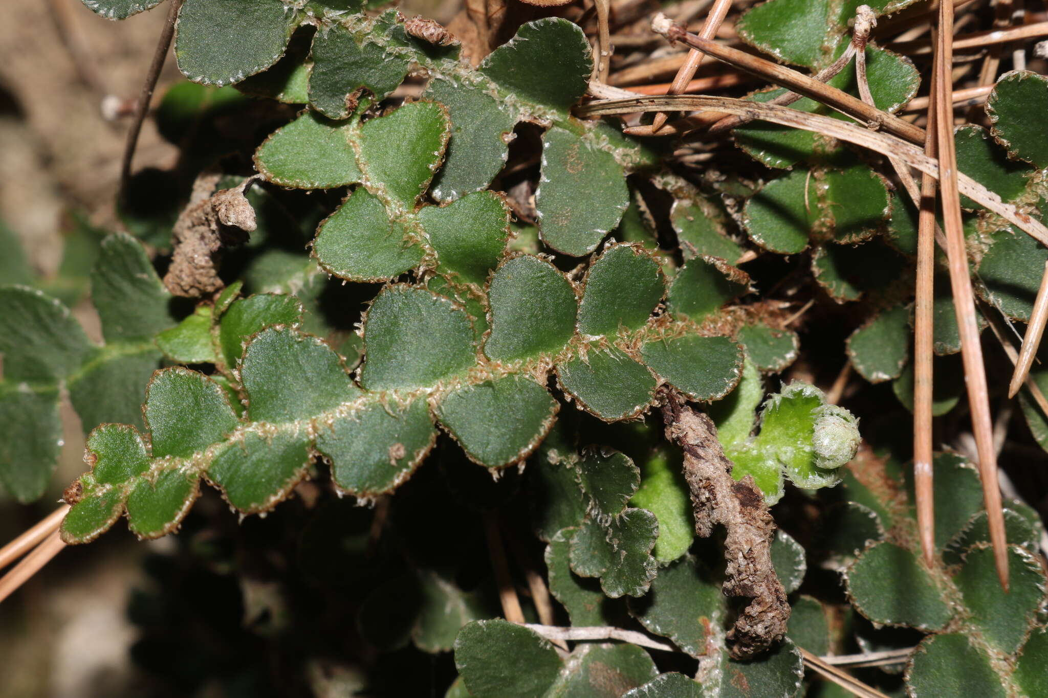 Plancia ëd Asplenium ceterach subsp. ceterach