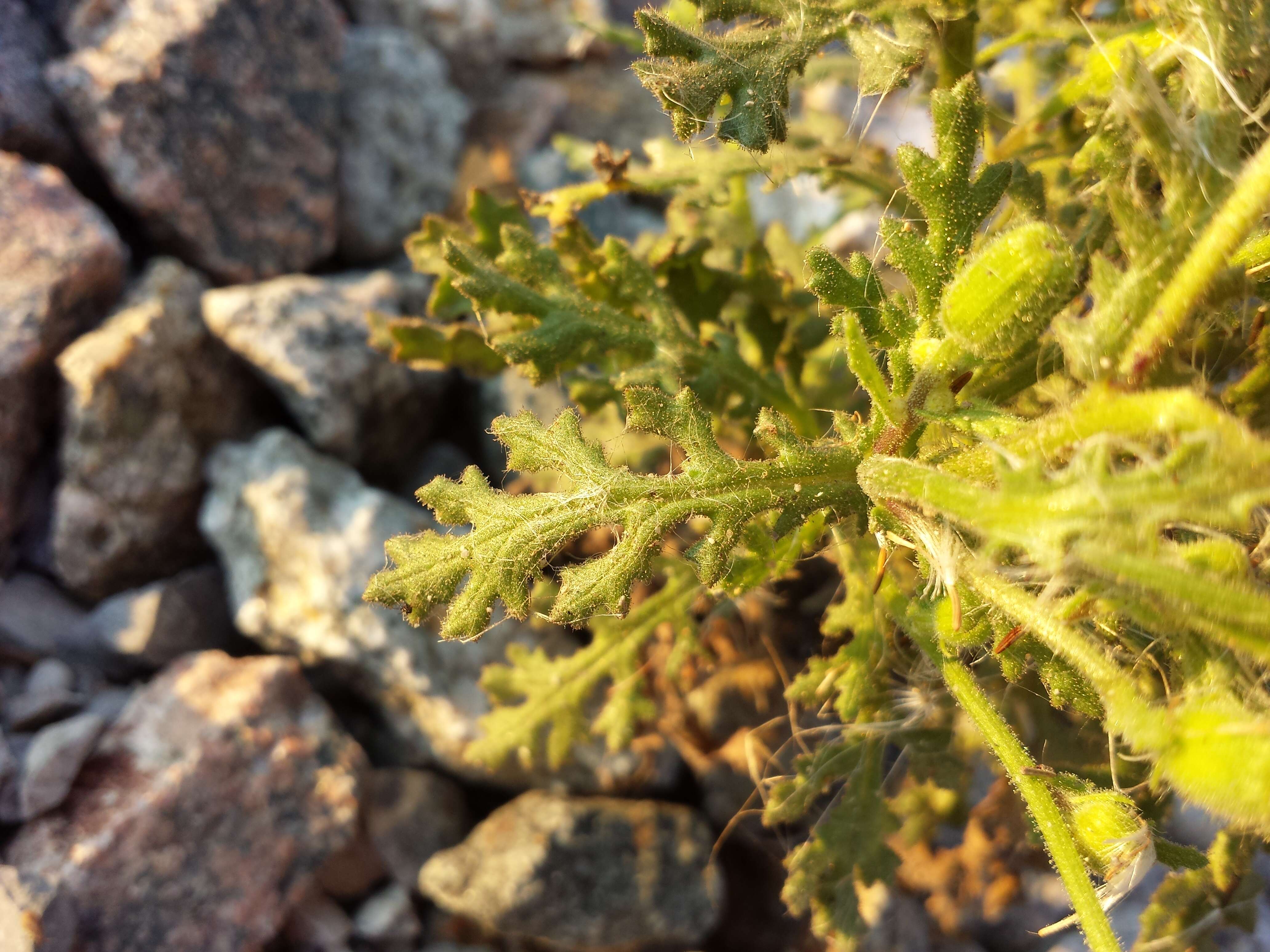 Image of sticky groundsel