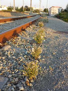 Image of sticky groundsel