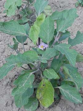 Image of eggplant