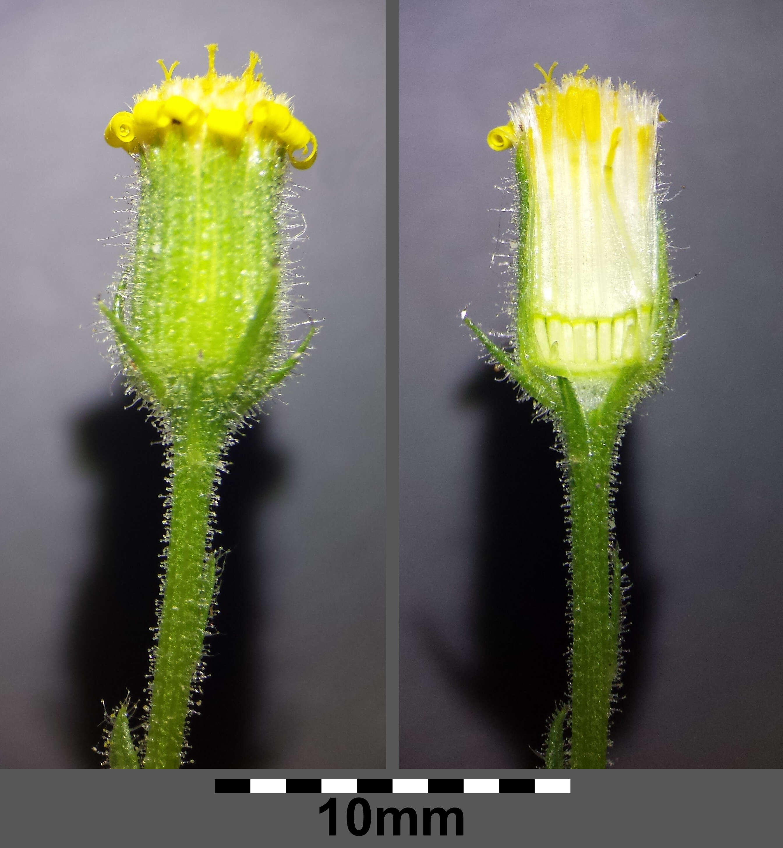 Image of sticky groundsel