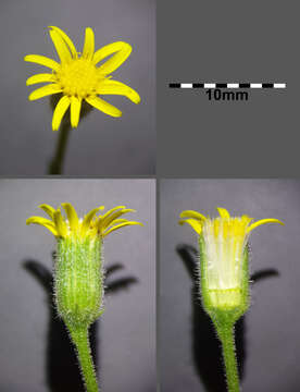 Image of sticky groundsel