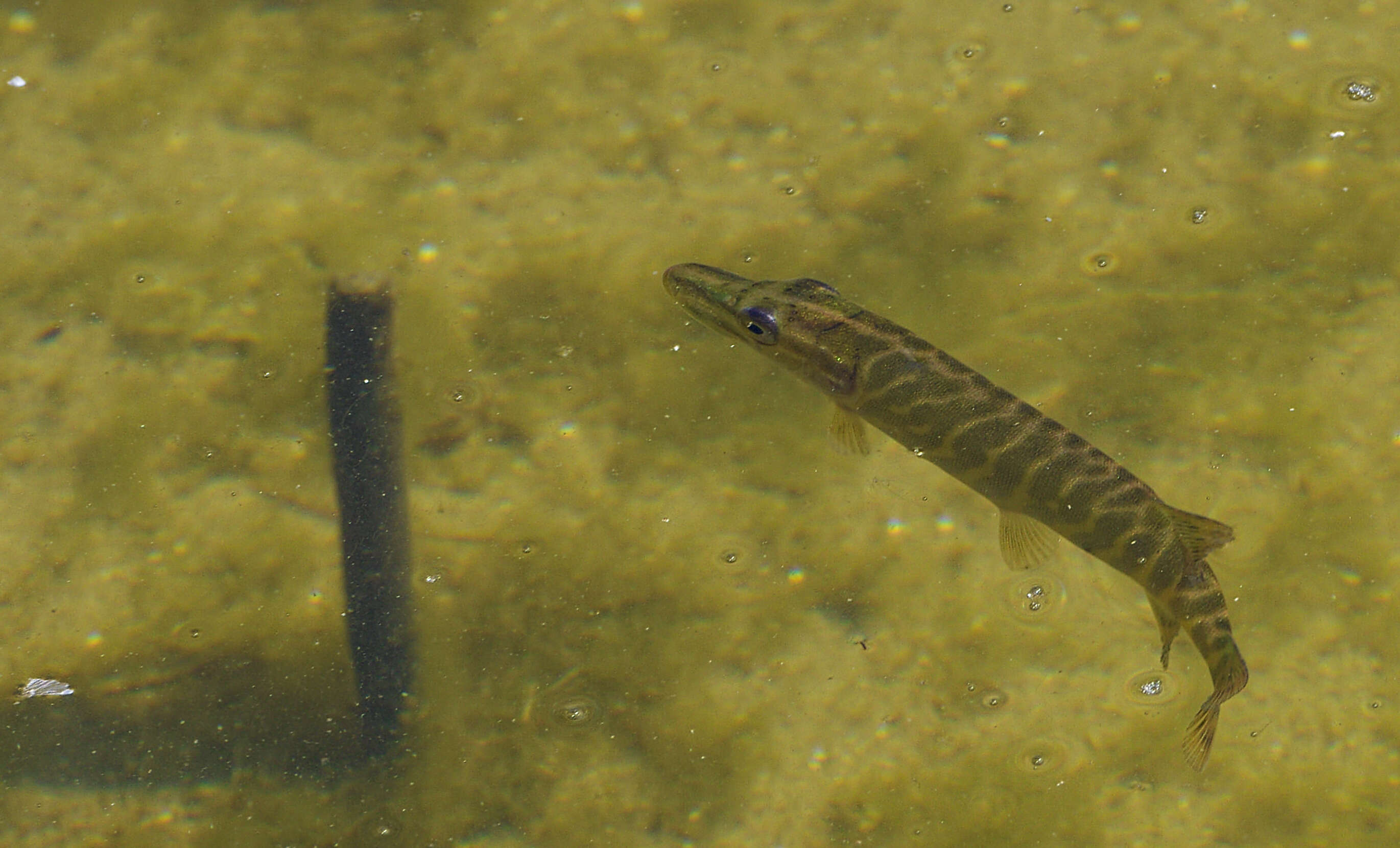 Image of Northern pike