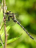 Image of golden-ringed dragonfly