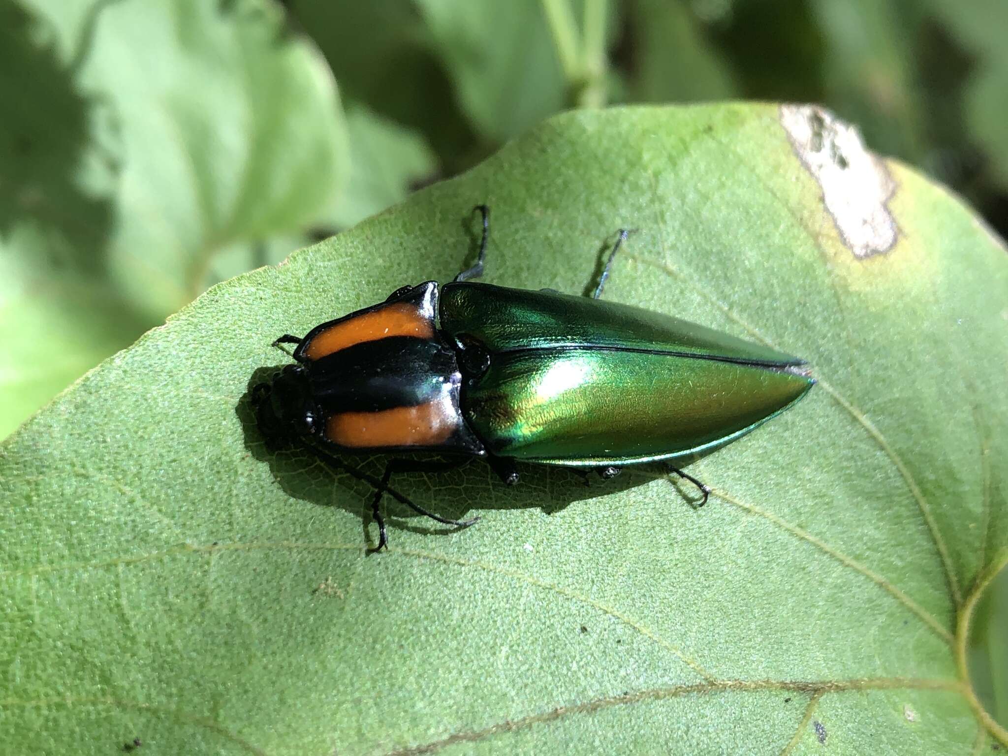 Image of Campsosternus watanabei Miwa 1927