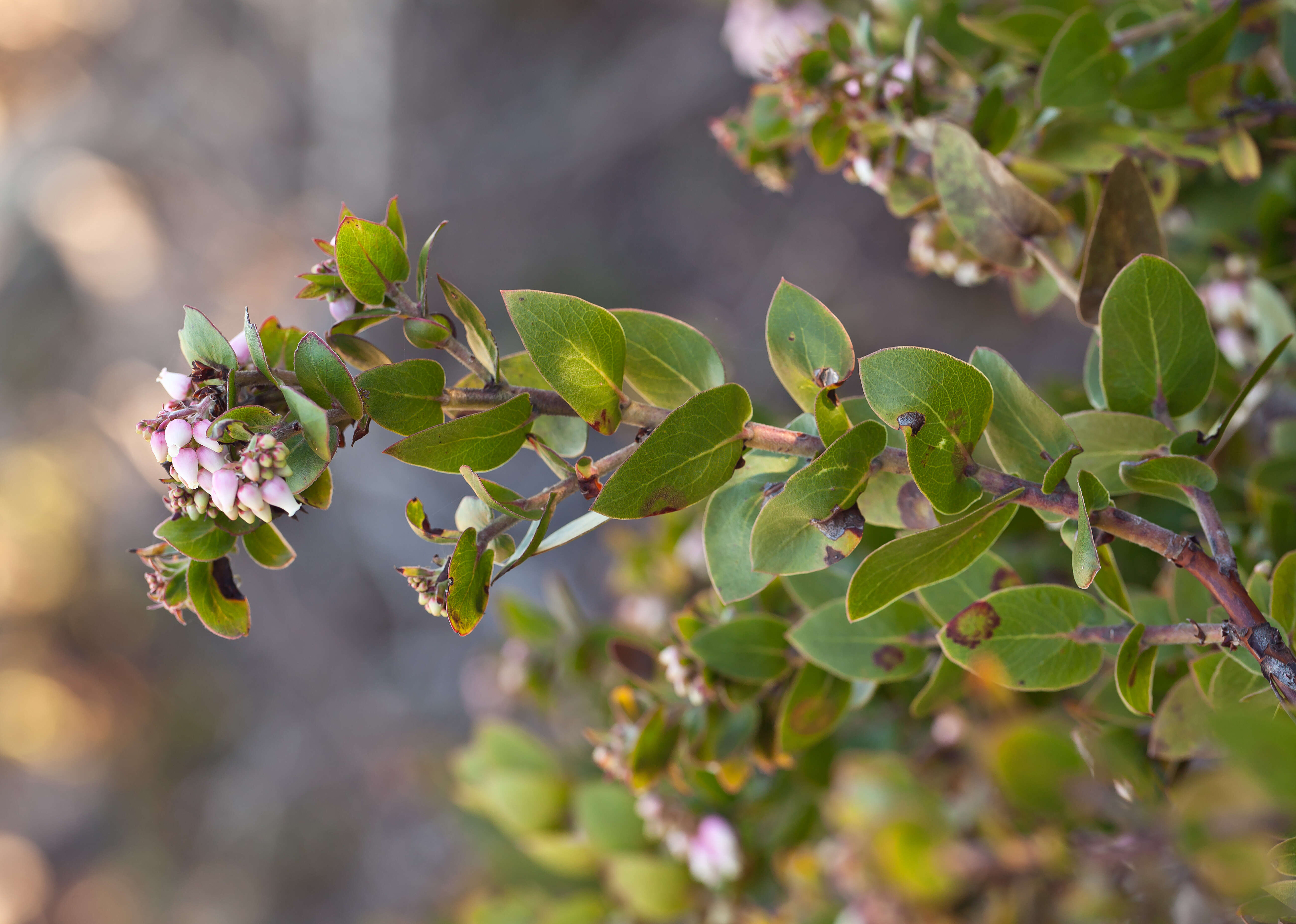 Image of Oso manzanita