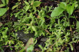 Image of Selaginella remotifolia Spring