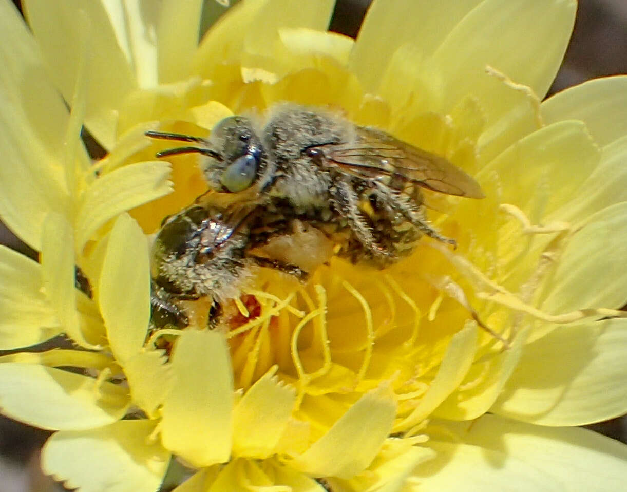 Image of Calliopsis puellae (Cockerell 1933)