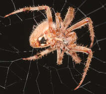 Image of Hentz's Orbweaver