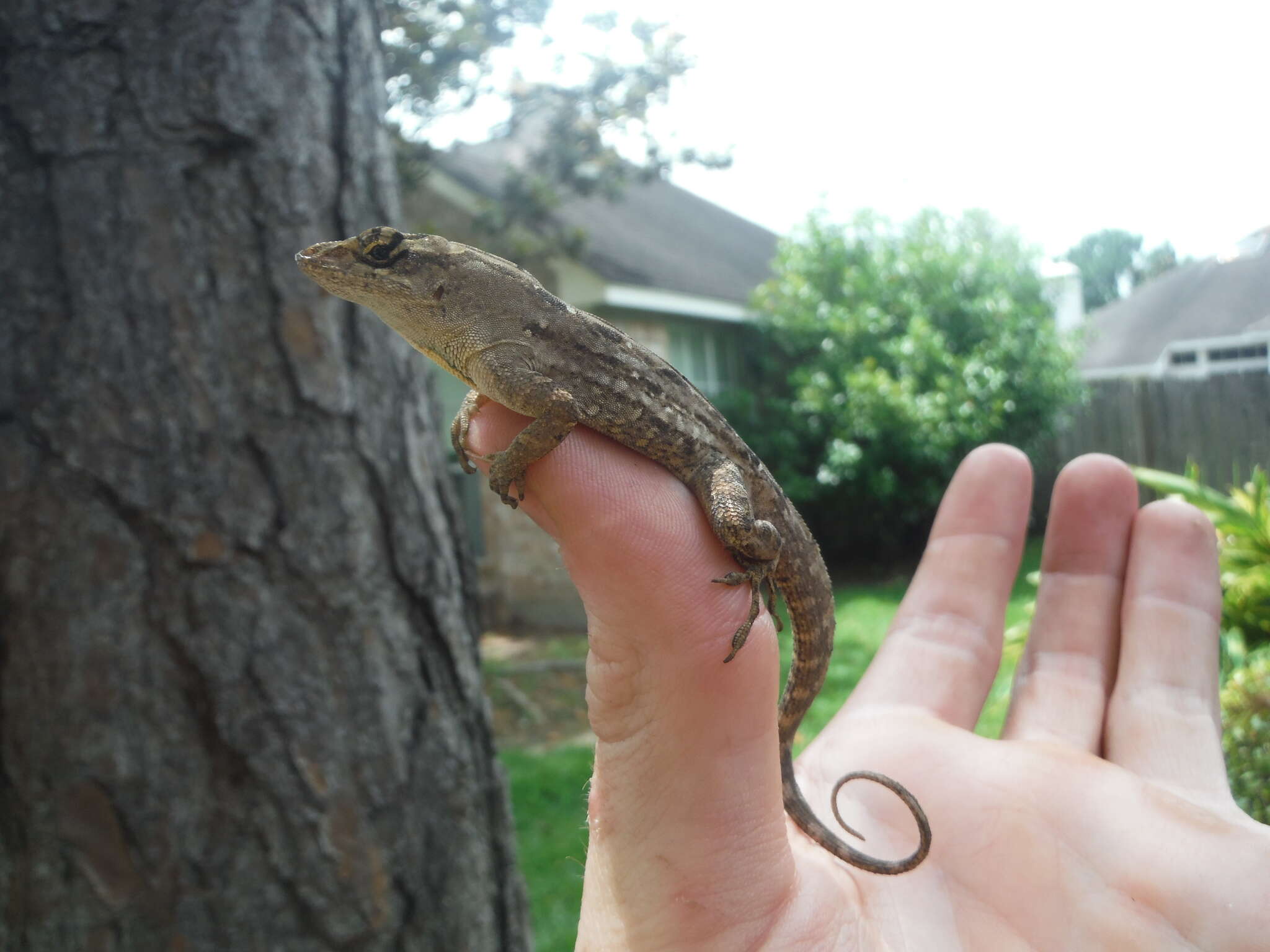 Image of Bahaman brown anole