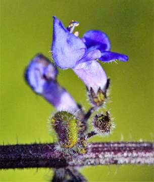 Image of <i>Coleus graveolens</i>