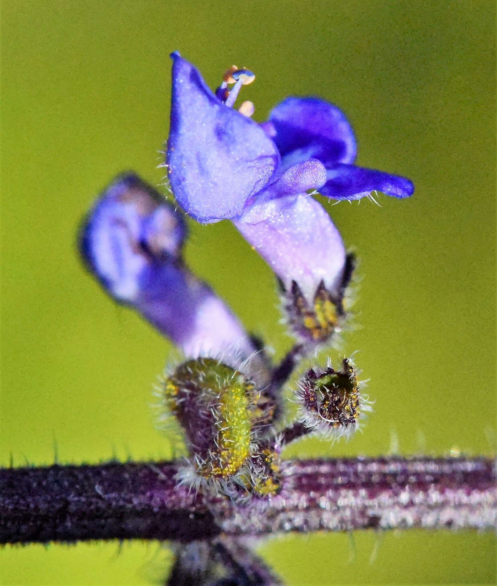 Image de <i>Coleus graveolens</i>