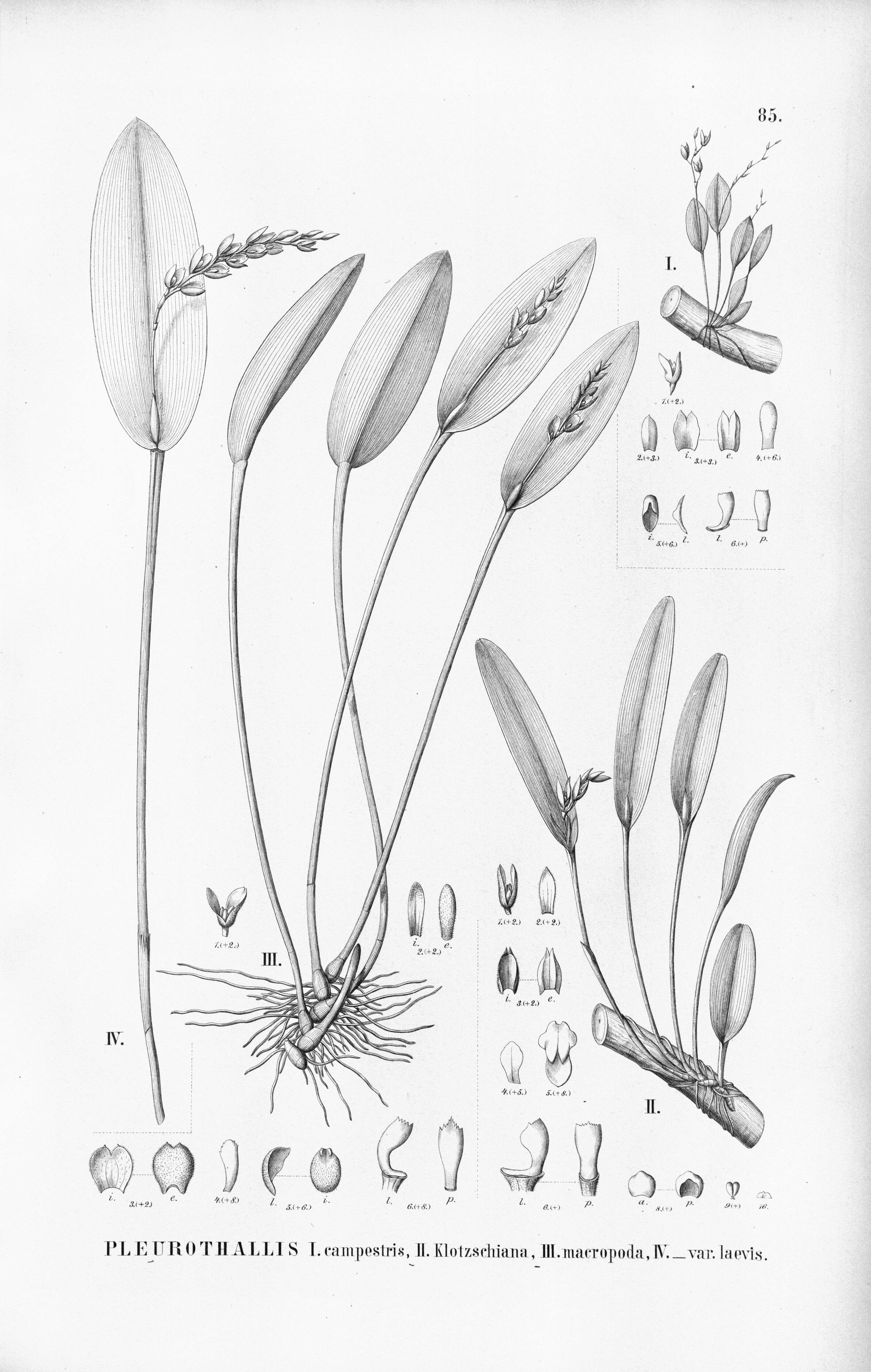 Image of Acianthera klotzschiana (Rchb. fil.) Pridgeon & M. W. Chase