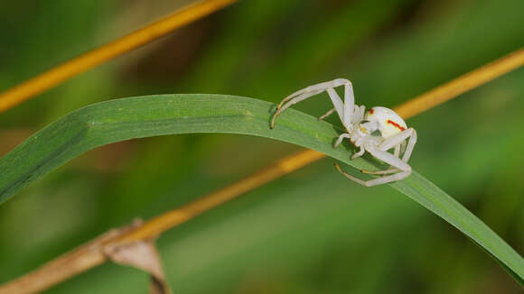 Image of Flower Crab Spiders