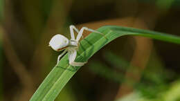 Image of Flower Crab Spiders