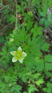 Image of tall thimbleweed