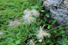 Image of eightpetal mountain-avens