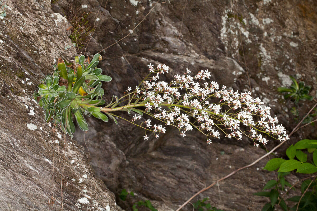 Imagem de Saxifraga cotyledon L.