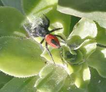 صورة Phidippus ardens Peckham & Peckham 1901