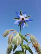 Image of borage