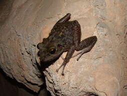 Image of Zeus' robber frog