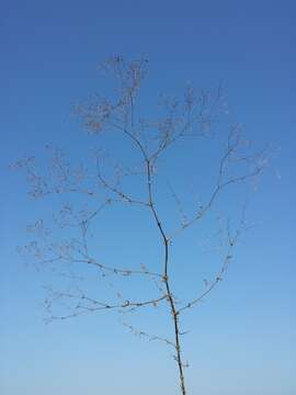 Image of Baby's breath