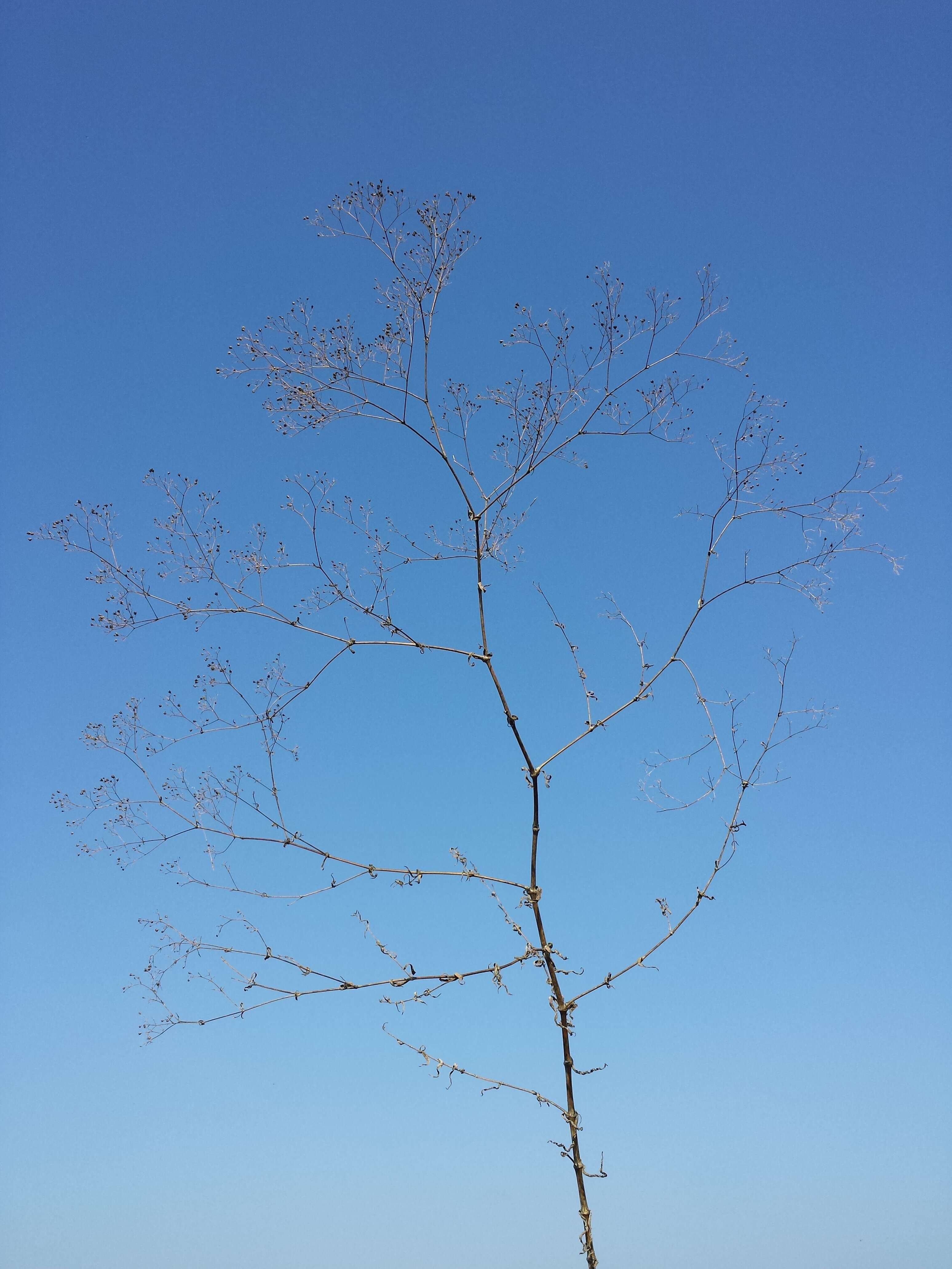 Image de Gypsophila paniculata L.