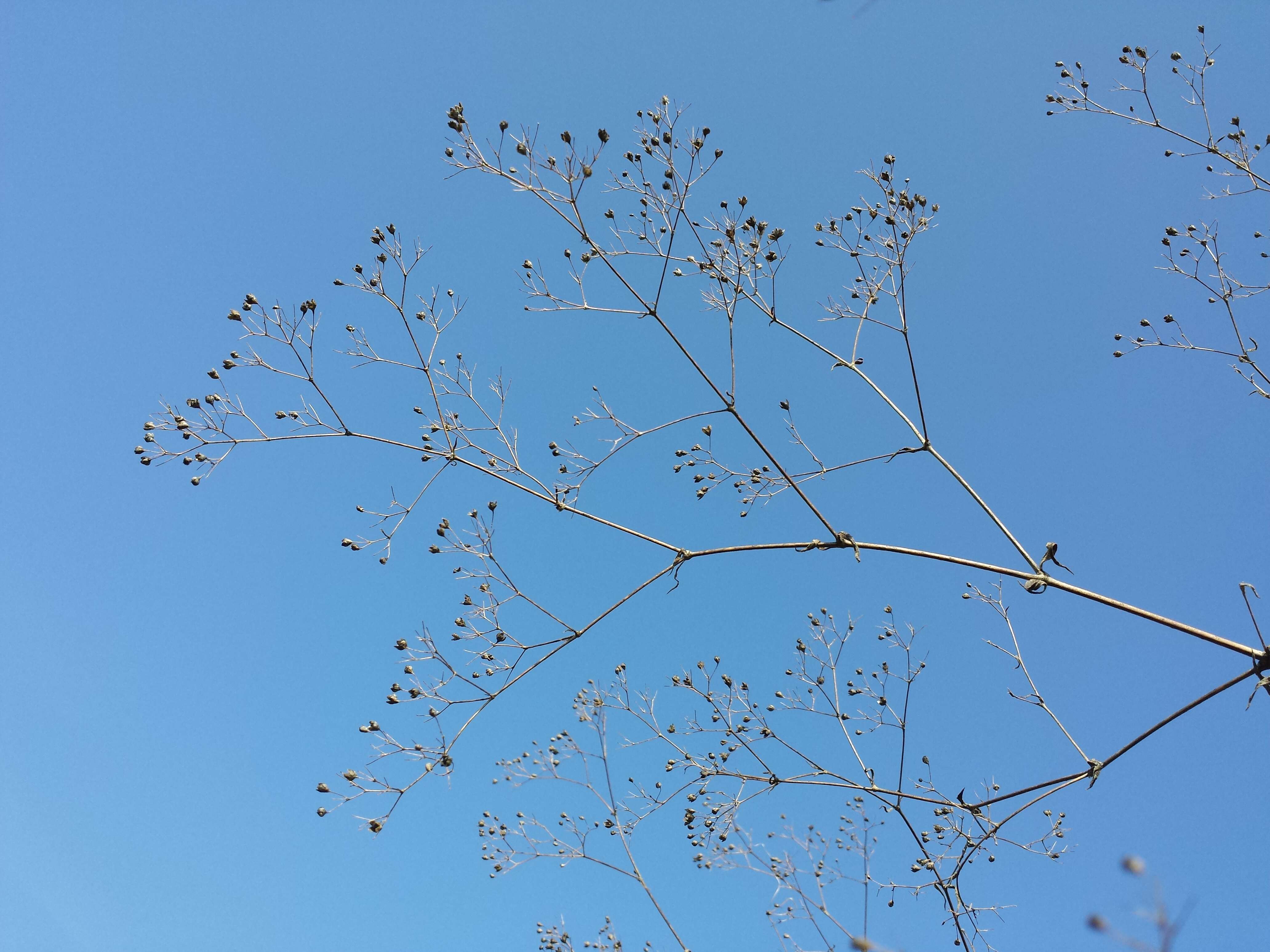 Image de Gypsophila paniculata L.