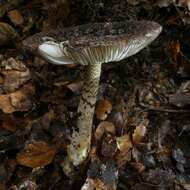 Image of Amanita nigrescens G. Stev. 1962