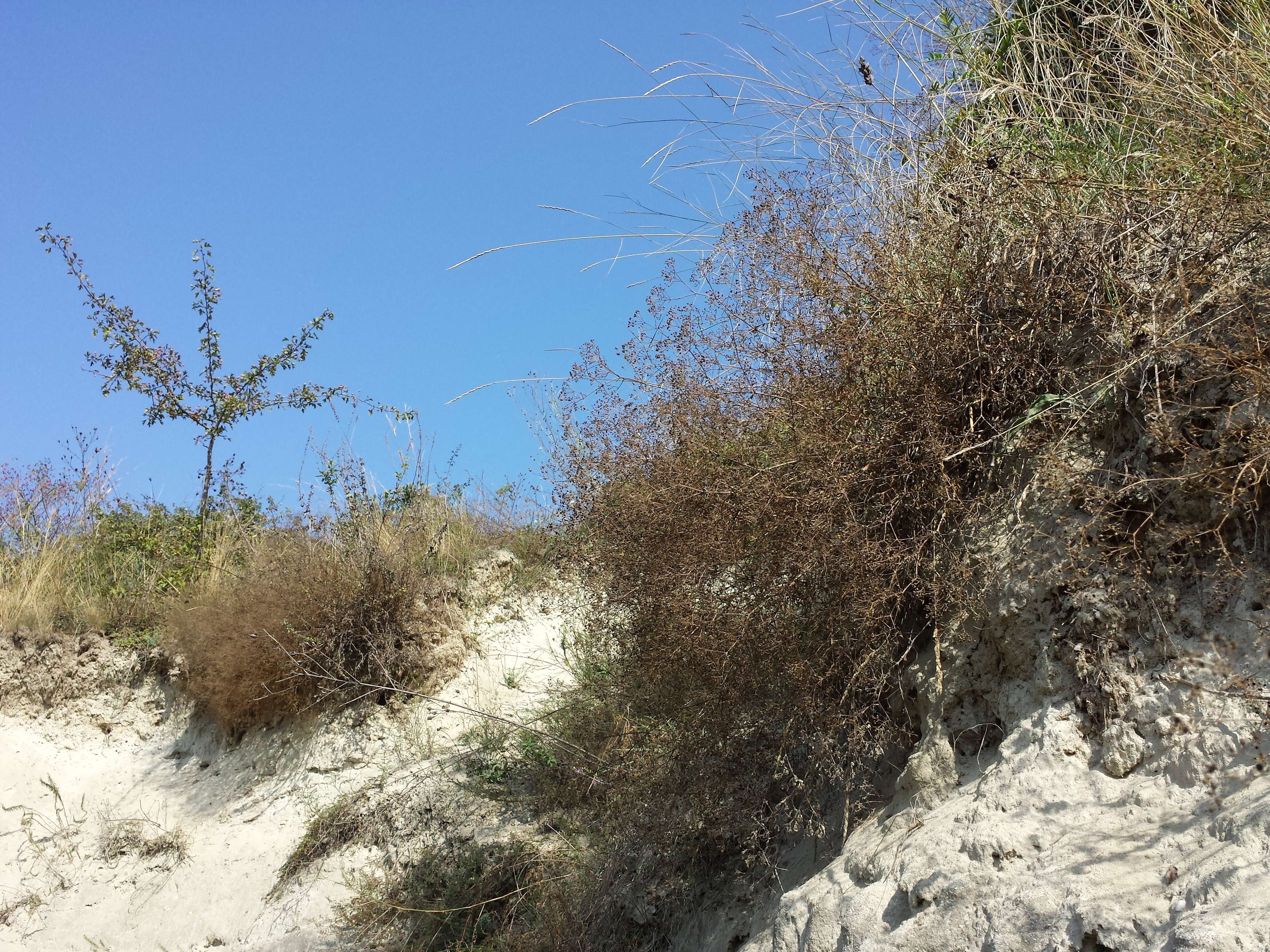 Image de Gypsophila paniculata L.