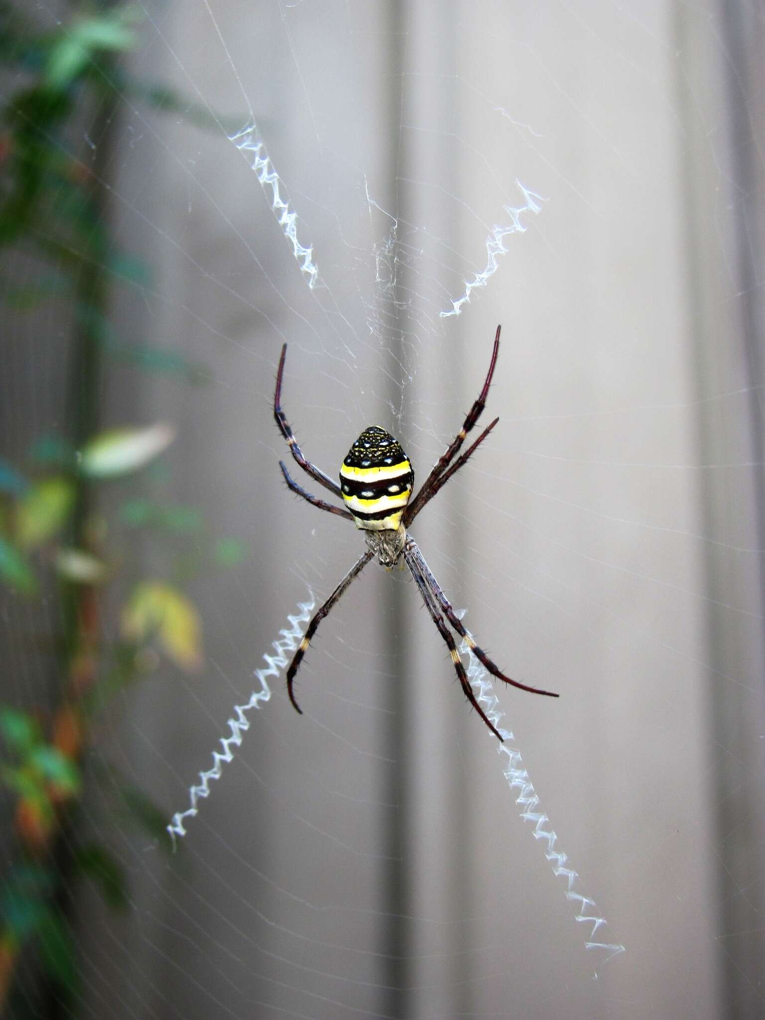 Imagem de Argiope keyserlingi Karsch 1878