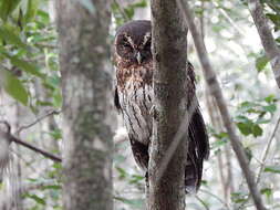 Слика од Strix virgata (Cassin 1849)