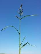 Plancia ëd Echinochloa crus-galli (L.) P. Beauv.