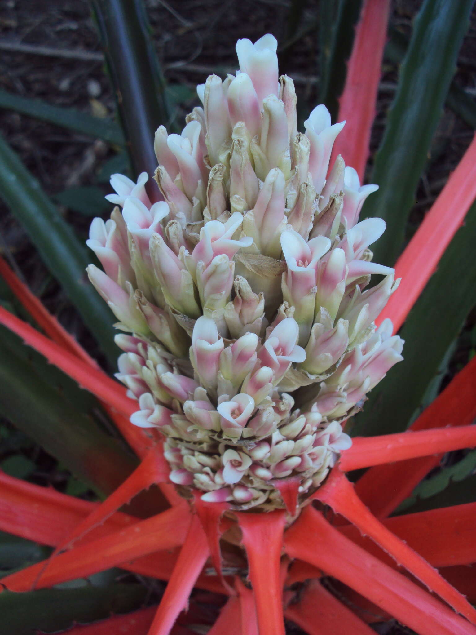 Image of Bromelia balansae Mez