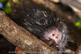Image of Bahia hairy dwarf porcupine