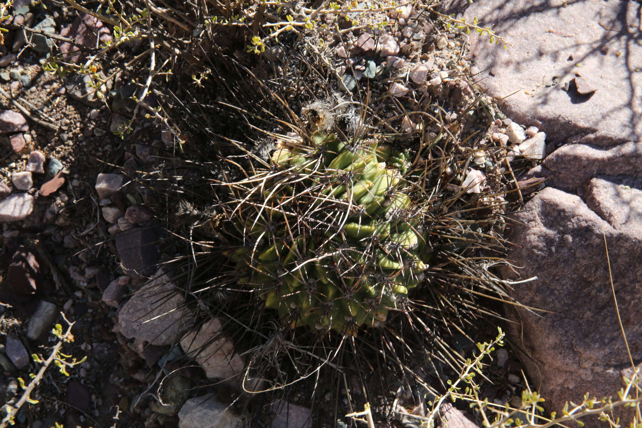 Plancia ëd Echinopsis ferox (Britton & Rose) Backeb.