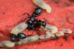 Image de Camponotus werthi Forel 1908